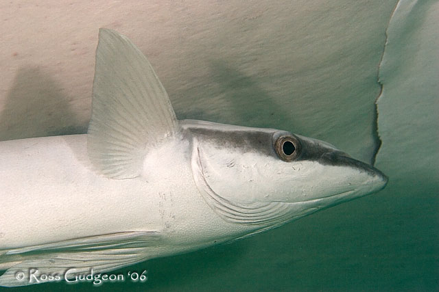 Ningaloo06-12.jpg