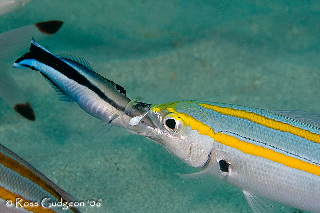 Ningaloo06-14.jpg